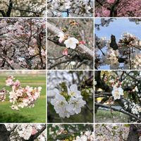 ウメ,サクラ,思い出,風景,愛知県の画像