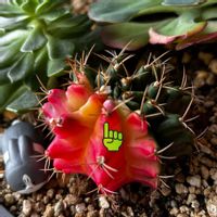 ギムノカリキウム ミハノビッチ バリエガータ,ギムノカリキウム　ミハノビッチバリエガータ,多肉植物,葉挿し,多肉寄せ植えの画像
