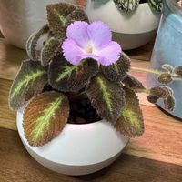 エスピシア・リラキナ,観葉植物,ハイドロカルチャー,開花,エスピシアの画像