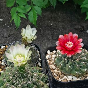 サボテン,緋花玉,花サボテン,多肉植物,サボテンの花の画像