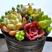 多肉植物,多肉植物寄せ植え,多肉植物 エケベリア,室内,屋外の画像