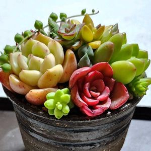 多肉植物,多肉植物寄せ植え,多肉植物 エケベリア,室内,屋外の画像