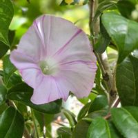 皇帝ダリア,皇帝ダリア,朝顔,朝顔,朝顔の画像