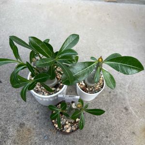 アデニウム,ダイソニウム,多肉植物,塊根植物,ダイソーの画像