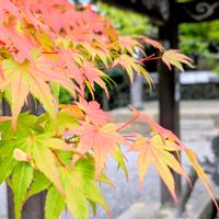 モミジ,もみじ,京都,モミジ♪,木のある風景の画像