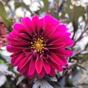 リーフ好き☘.۰•゜,地植え,かわいいな♡,お花好き,すてき…♡の画像