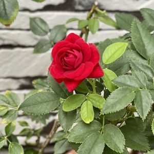 シルクロード,トゥルーブルーム　レッドキャプテン,✨ドクターイエロー✨,花のある暮らし,私の庭の画像