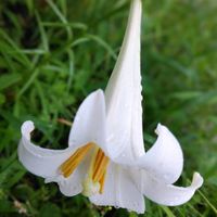 テッポウユリ,アレチハナガサ,テッポウユリ（鉄砲百合）,荒地花笠 (アレチハナガサ),山野草の画像