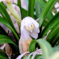リュウノヒゲ,リュウノヒゲ,花のある暮らし,植物好き,自然の不思議の画像