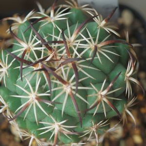 ハオルチア,多肉植物,観葉植物,塊根植物,サボテン科の画像