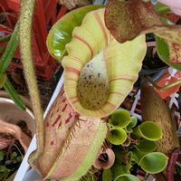 ネペンテス,ウツボカズラ,ネペンテス・ビーチ,観葉植物,食虫植物の画像
