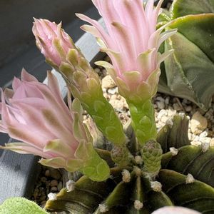 ギムノカリキウム,ギムノカリキウム,サボテンの花,北海道タニラー,ベランダの画像