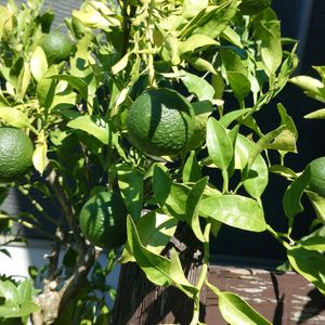 デコポン,不知火,鉢植え,庭の画像