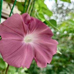アサガオ,朝顔,朝顔 団十郎,グリーンカーテン,種からの画像