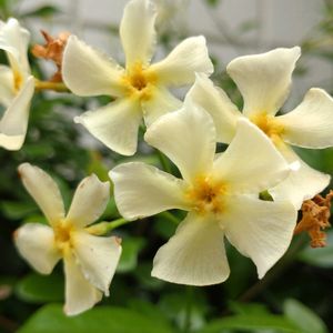 テイカカズラ(定家葛),鉢植え,ガーデニング,大谷翔平,村上宗隆の画像