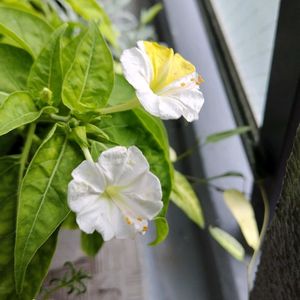 夏に負けるな,今日も元気で,キュンキュン乙女倶楽部,オシロイバナ愛好家友の会,キュンキュン乙女倶楽部No.0278の画像