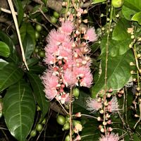 サガリバナ,サガリバナの実の画像