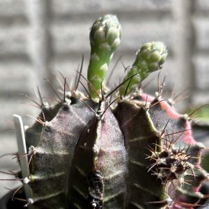 サボテン,ギムノカリキウム,ミニ西瓜,ギムノカリキウム ミハノビッチ,銀のたまごの画像