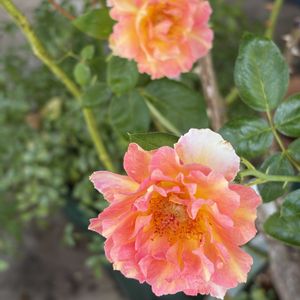 ラ・パリジェンヌ,花のある暮らし,バラのある暮らし,バラが好き,薔薇愛同盟の画像
