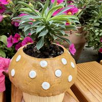 ソテツ,キノコ,多肉植物,ガーデニング,モルタル鉢の画像