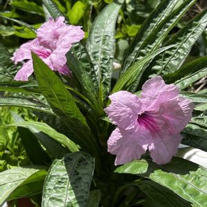 ルエリア トロピックスター,鉢植え,ネコ好き,ピンクの花,花のある暮らしの画像