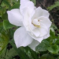 クチナシ,白い花,いつもありがとう♡,花のある暮らし,大神ファームの画像