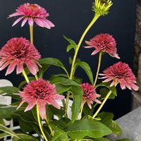 エキナセア 八重咲き,エキナセア バタフライ キッシーズ,鉢植え,ネコ好き,ピンクの花の画像