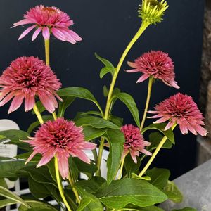 エキナセア 八重咲き,エキナセア バタフライ キッシーズ,鉢植え,ネコ好き,ピンクの花の画像