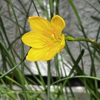 アブチロン,アブチロン,アブチロン,アブチロン,ガウラ(白蝶草)の画像