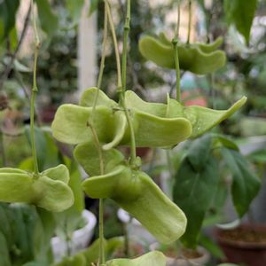 花のある暮らし,珍奇植物,今日のお花,花いろいろ,おうち園芸の画像