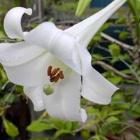花のある暮らし,今日のお花,花いろいろ,おうち園芸,棚の画像