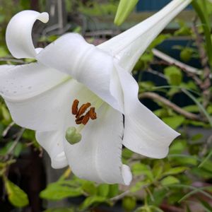 花のある暮らし,今日のお花,花いろいろ,おうち園芸,棚の画像