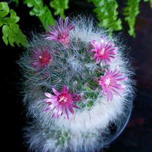 サボテン,マミラリア高砂,多肉植物,マミラリア属,白マミの画像