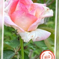 バラ,癒される,可愛らしい,ピンク大好き,ウォーキングの楽しみの画像