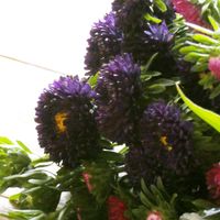 アスター,アスター,紫系の花,チーム・ブルー,チーム・ブルーNo.102の画像