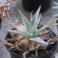 ダドレア,タニラー,ダドレア属,その他部屋の画像