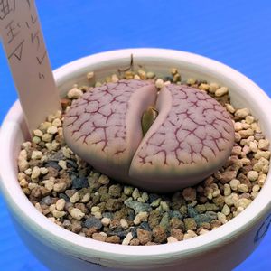多肉植物,多肉大好き,リトープス属,多肉中毒,多肉多肉多肉の画像