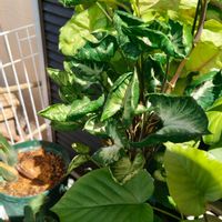 シンゴニウム,シンゴニウム,観葉植物,ガーデニング,ボタニカルライフの画像