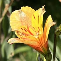 アルストロメリア,今日も元気で,今日も笑顔で♡,花を通じて愛と平和を,ほら、綺麗な花でしょ！の画像