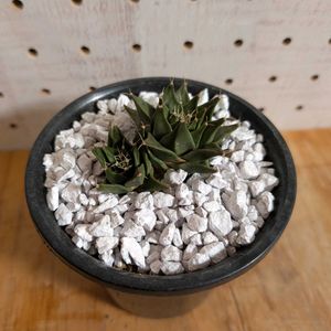 サボテン,帝冠,サボテン科,屋外管理,フォントで遊ぼ( ¯෴¯ )の画像
