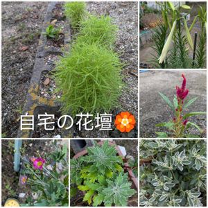 ユリ,水やり,コラージュ,ヤエ菜園の画像