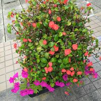 キリンソウ,お出かけ先の画像