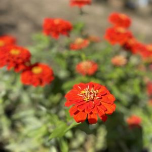 ヒャクニチソウ,ヒャクニチソウ,ヒャクニチソウ,今日の花,今日のお花の画像