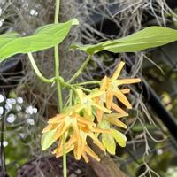 イランイラン,花のある暮らし,牧野植物園,スマホ撮影,食虫植物・ウツボカズラの画像