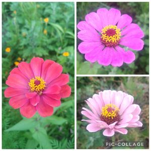 ヒャクニチソウ,放置栽培,零れ種から,自然にお任せ,庭に咲くお花たちの画像