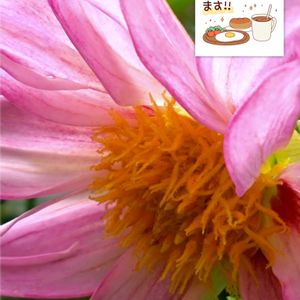 ダリア,プランター栽培,ピンク色の花,あっ火曜日,ダリアの栽培の画像