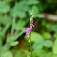 ネジバナ,多年草,ピンクのお花,自生地,在来種の画像