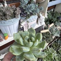 多肉,白雲,多肉植物,エケベリア属,ベランダガーデンの画像