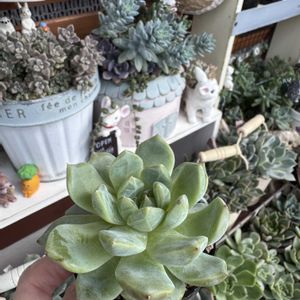 多肉,白雲,多肉植物,エケベリア属,ベランダガーデンの画像