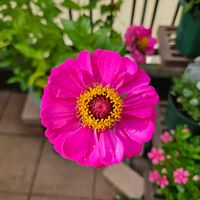 ジニア　エレガンスクイニー,鉢植え,明るい日陰,プランター,ガーデニング初心者の画像
